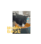 うごくかわいいねこ（個別スタンプ：7）