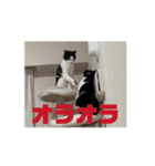 うごくかわいいねこ（個別スタンプ：9）