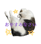 日常使いやすいチョビのスタンプ❤︎（個別スタンプ：1）