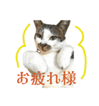 日常使いやすいチョビのスタンプ❤︎（個別スタンプ：5）