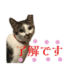 日常使いやすいチョビのスタンプ❤︎（個別スタンプ：6）