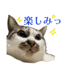 日常使いやすいチョビのスタンプ❤︎（個別スタンプ：8）