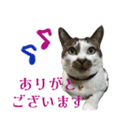 日常使いやすいチョビのスタンプ❤︎（個別スタンプ：9）