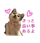 日常使いやすいチョビのスタンプ❤︎（個別スタンプ：15）