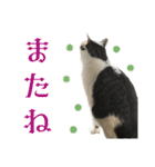 日常使いやすいチョビのスタンプ❤︎（個別スタンプ：19）