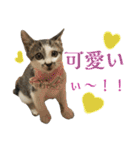 日常使いやすいチョビのスタンプ❤︎（個別スタンプ：25）