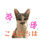 日常使いやすいチョビのスタンプ❤︎（個別スタンプ：31）