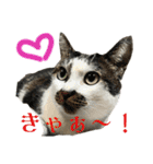 日常使いやすいチョビのスタンプ❤︎（個別スタンプ：33）