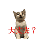 日常使いやすいチョビのスタンプ❤︎（個別スタンプ：34）