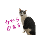 日常使いやすいチョビのスタンプ❤︎（個別スタンプ：35）