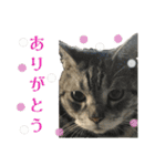 日常使いやすいチョビのスタンプ❤︎（個別スタンプ：38）