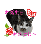 日常使いやすいチョビのスタンプ❤︎（個別スタンプ：40）