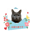 ビジネス用おもしろ猫スタンプ（個別スタンプ：1）