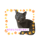 ビジネス用おもしろ猫スタンプ（個別スタンプ：2）