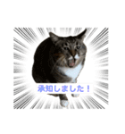 ビジネス用おもしろ猫スタンプ（個別スタンプ：3）