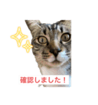 ビジネス用おもしろ猫スタンプ（個別スタンプ：4）