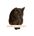 ビジネス用おもしろ猫スタンプ（個別スタンプ：6）