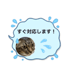 ビジネス用おもしろ猫スタンプ（個別スタンプ：9）