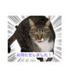 ビジネス用おもしろ猫スタンプ（個別スタンプ：11）