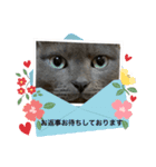 ビジネス用おもしろ猫スタンプ（個別スタンプ：13）