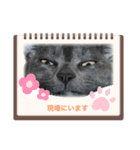 ビジネス用おもしろ猫スタンプ（個別スタンプ：14）