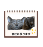 ビジネス用おもしろ猫スタンプ（個別スタンプ：15）