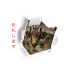 ビジネス用おもしろ猫スタンプ（個別スタンプ：16）