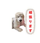 ラムtwo（個別スタンプ：5）