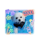 LUNA＆SEAだワン！！夏夏夏～海だ！！プールだ！！（個別スタンプ：1）