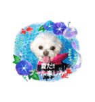 LUNA＆SEAだワン！！夏夏夏～海だ！！プールだ！！（個別スタンプ：2）