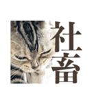 会社で働く猫 ネガティブ悪口編（個別スタンプ：36）