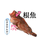 姪浜遊漁船 昭隆丸（個別スタンプ：10）