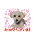 マルプーのエルくん（個別スタンプ：1）
