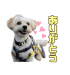 マルプーのエルくん（個別スタンプ：2）