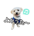 マルプーのエルくん（個別スタンプ：7）