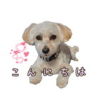 マルプーのエルくん（個別スタンプ：10）