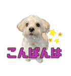 マルプーのエルくん（個別スタンプ：11）