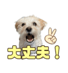 マルプーのエルくん（個別スタンプ：13）