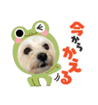 マルプーのエルくん（個別スタンプ：18）