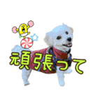 マルプーのエルくん（個別スタンプ：25）