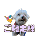 マルプーのエルくん（個別スタンプ：35）