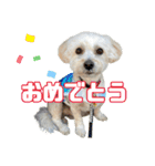 マルプーのエルくん（個別スタンプ：38）