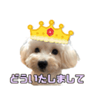 マルプーのエルくん（個別スタンプ：39）