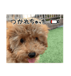 愛犬！ココちゃん♡（個別スタンプ：1）