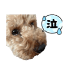 愛犬！ココちゃん♡（個別スタンプ：3）