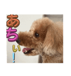愛犬！ココちゃん♡（個別スタンプ：4）