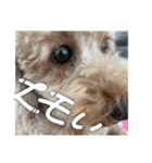愛犬！ココちゃん♡（個別スタンプ：7）