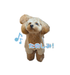 ポメプーのティム（個別スタンプ：20）