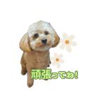 ポメプーのティム（個別スタンプ：21）