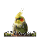 煽りまくるオカメインコ 4（個別スタンプ：8）